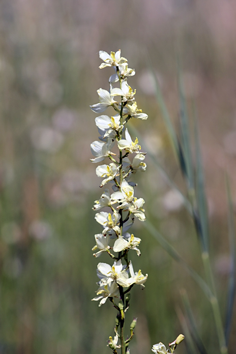 Image of Delphinium semibarbatum specimen.