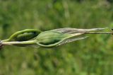 Iris ventricosa. Соплодие. Приморский край, Уссурийский гор. округ, окр. с. Монакино, поляна на небольшой сопке. 19.06.2022.