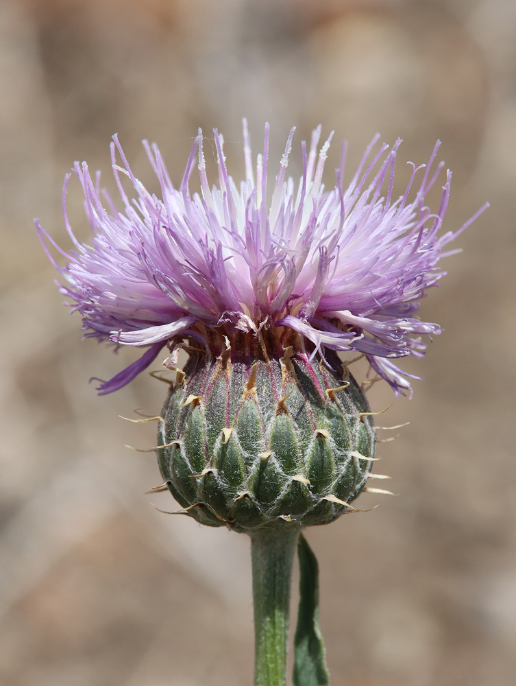 Image of Klasea marginata specimen.