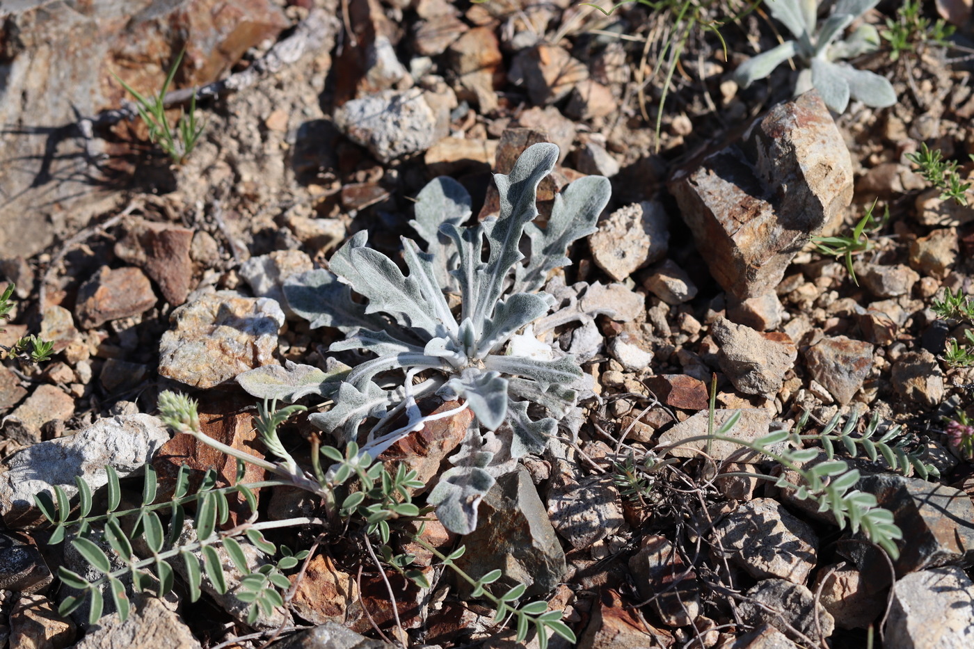 Изображение особи Echinops humilis.