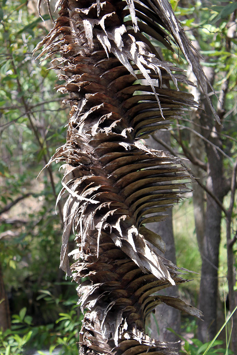 Image of Pandanus spiralis specimen.