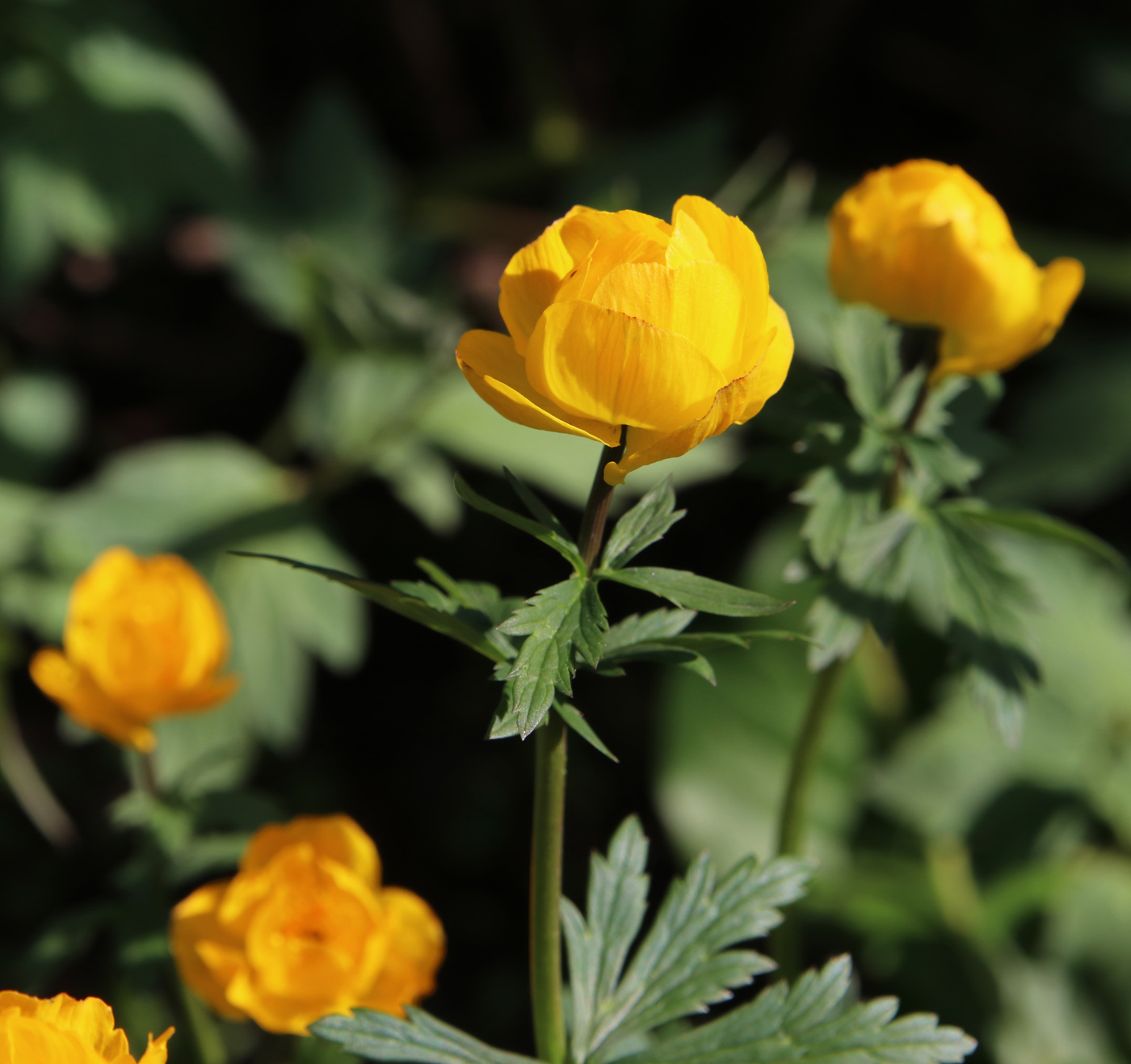 Image of Trollius altaicus specimen.