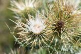 Cirsium semenowii