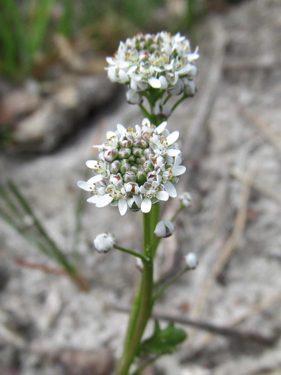 Изображение особи Teesdalia nudicaulis.