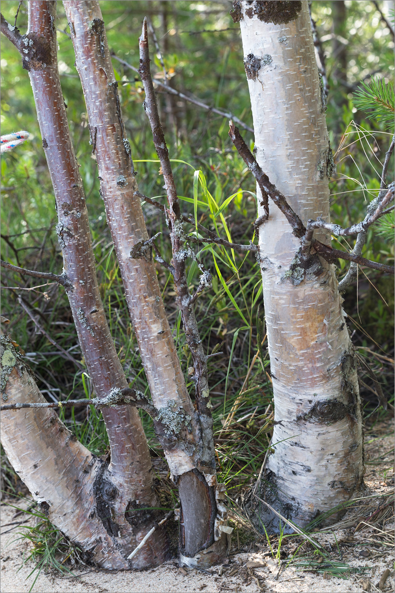Изображение особи Betula subarctica.