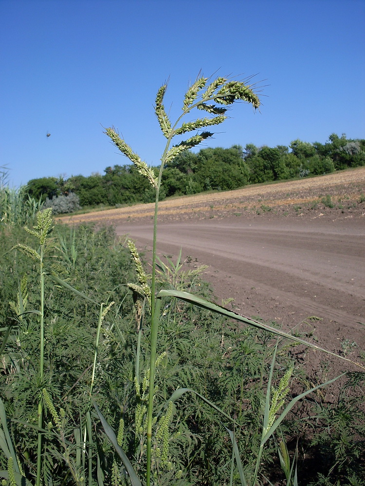 Image of Echinochloa crus-galli specimen.