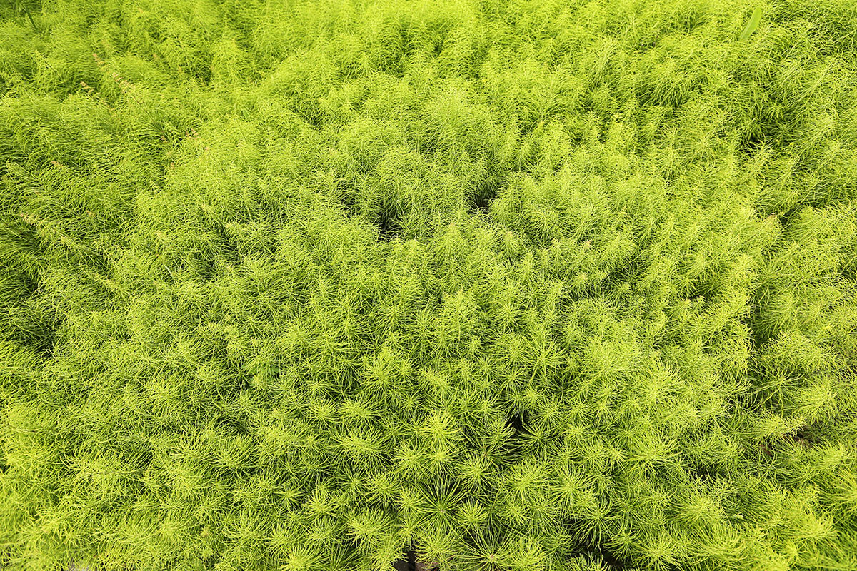 Изображение особи Equisetum pratense.