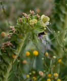 Hyoscyamus muticus. Отцветающее соцветие (рядом видны соцветия Pulicaria). Египет, мухафаза Асуан, храмовый комплекс Абу-Симбел, каменистый пляж. 04.05.2023.