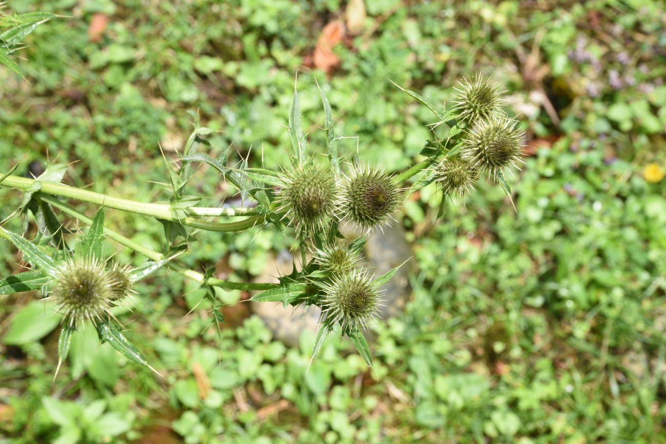 Изображение особи Cirsium ciliatum.