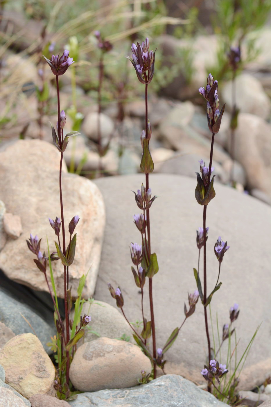 Image of Gentianella turkestanorum specimen.