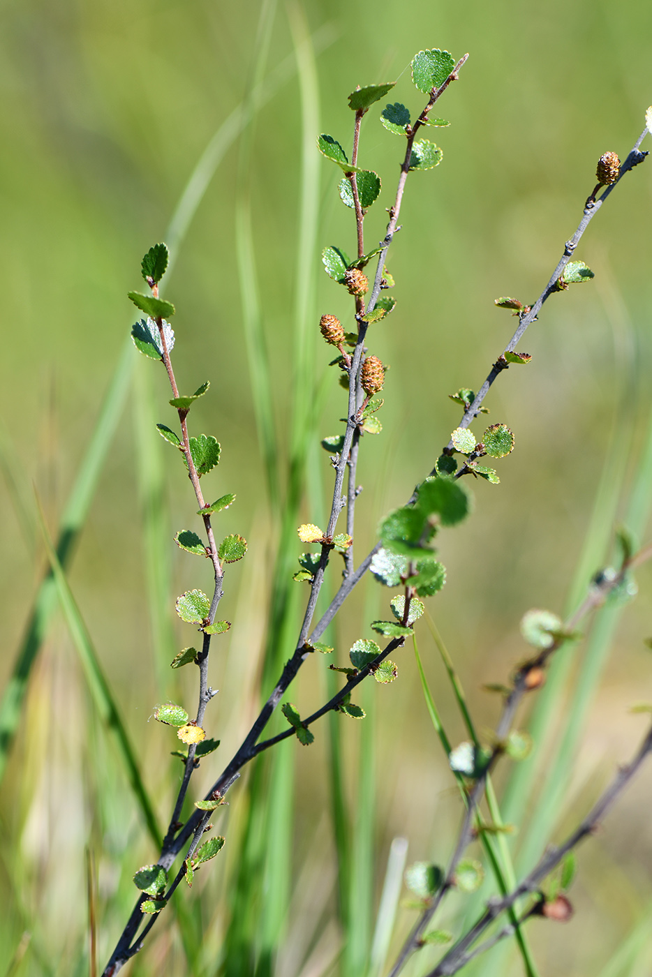 Image of Betula nana specimen.