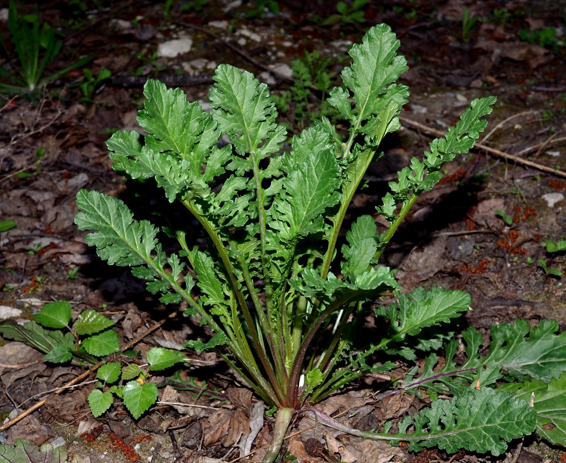 Image of Senecio jacobaea specimen.