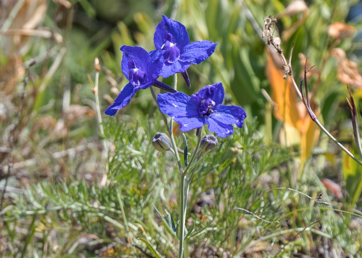 Image of Delphinium grandiflorum specimen.