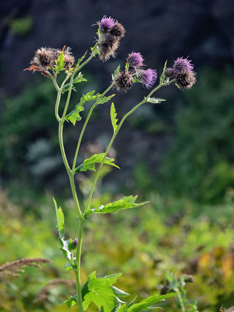 Изображение особи Cirsium kamtschaticum.