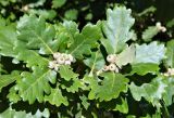 Смотреть изображение Quercus pubescens