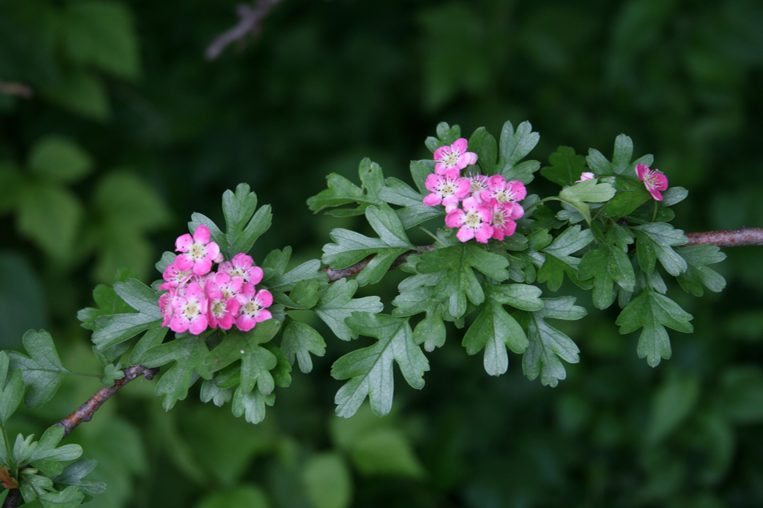 Image of Crataegus monogyna specimen.