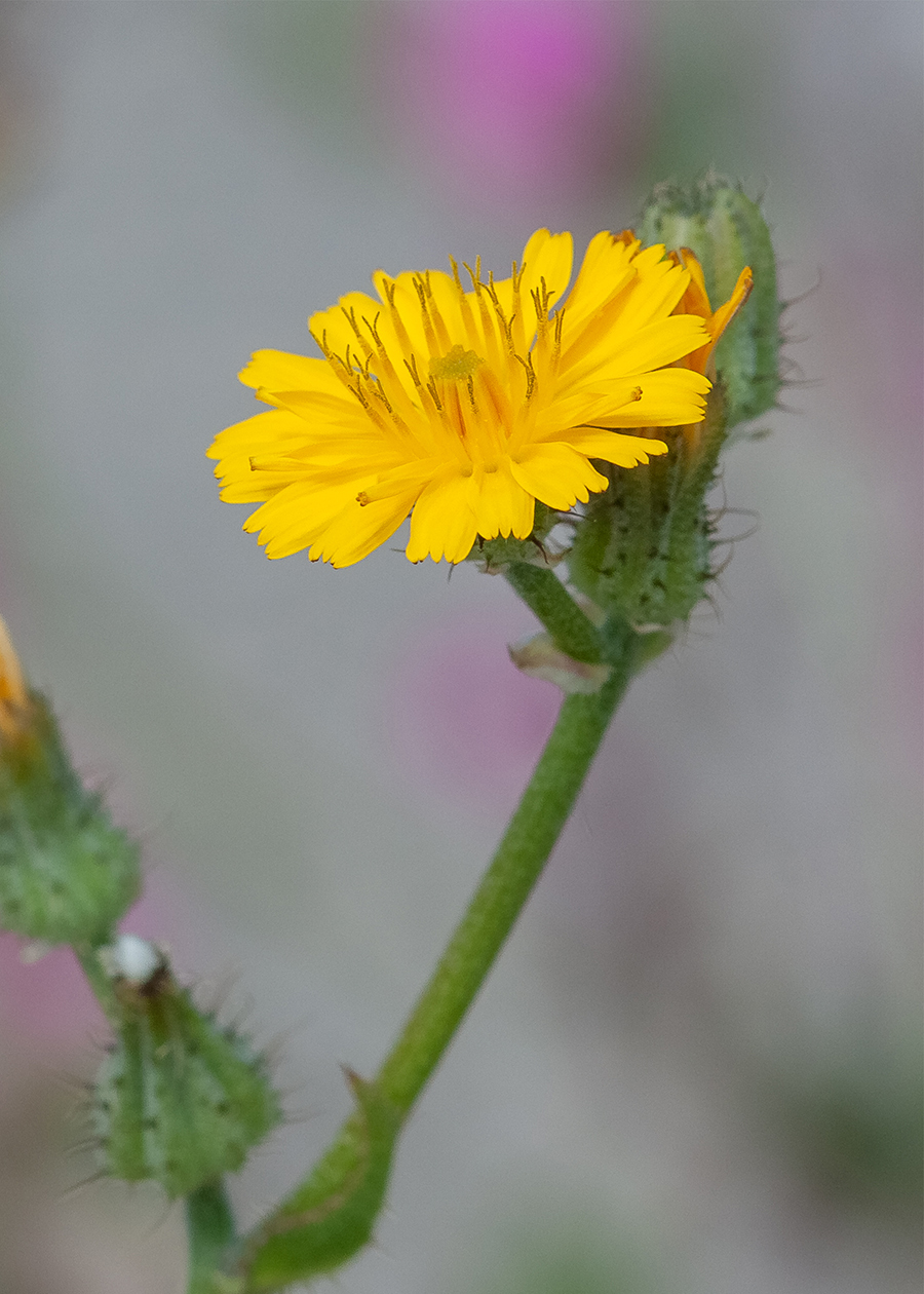 Image of Crepis aculeata specimen.