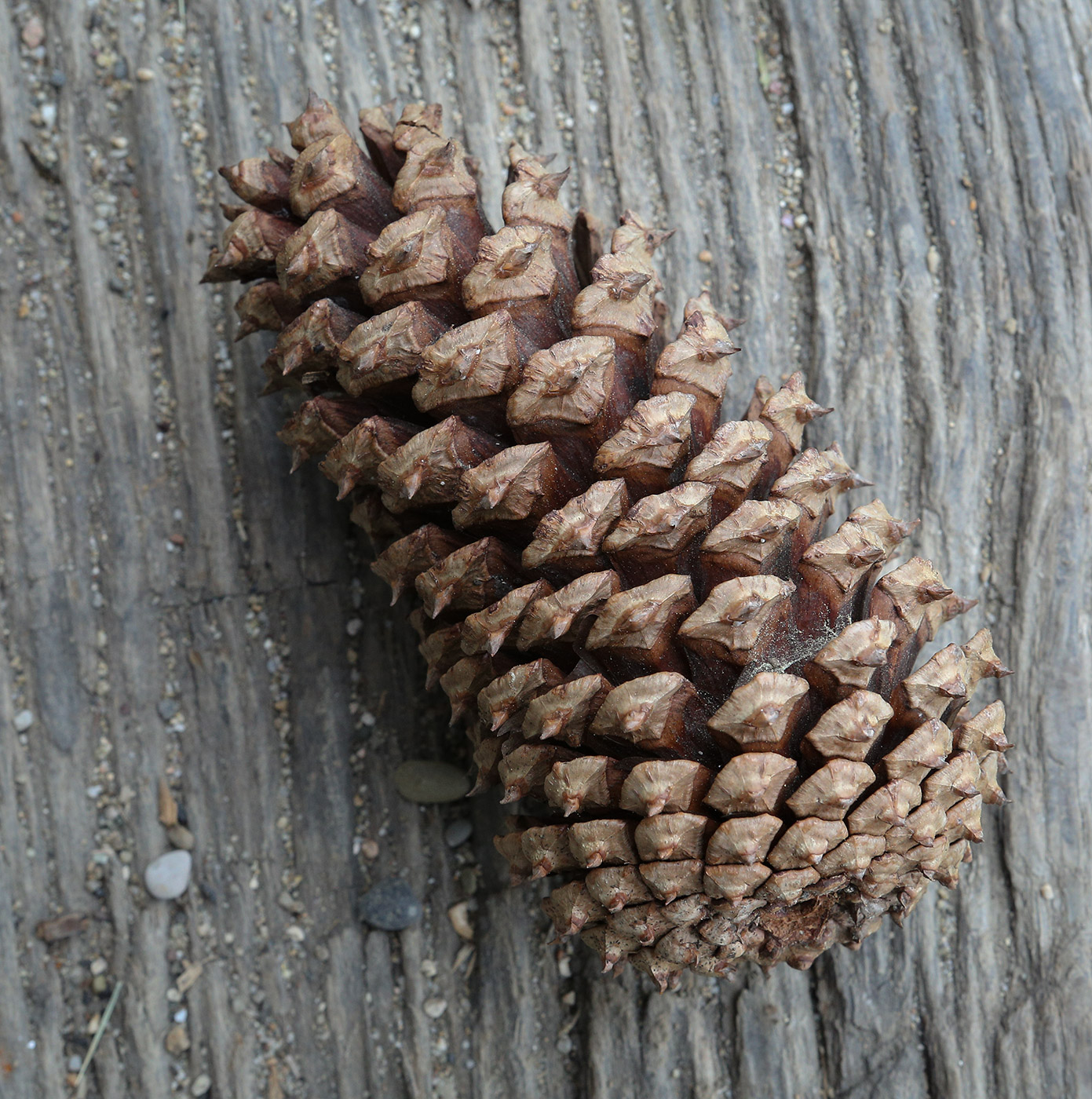 Image of Pinus pinaster specimen.