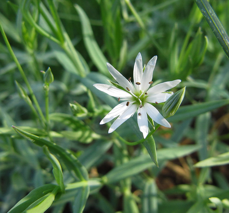 Изображение особи Stellaria palustris.