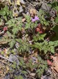 Geranium robertianum. Цветущее растение. Испания, автономное сообщество Каталония, провинция Жирона, комарка Ла Гарроча, муниципалитет Сан-Фелиу-де-Пальеролс, 1050 м н.у.м., опушка буково-берёзового леса, разнотравное сообщество на уступе скалы. 19.04.2024.