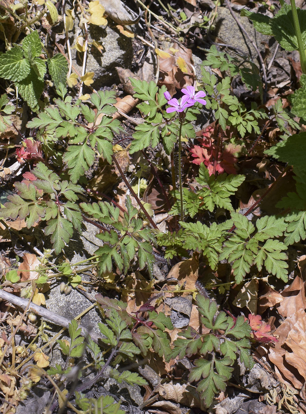 Image of Geranium robertianum specimen.