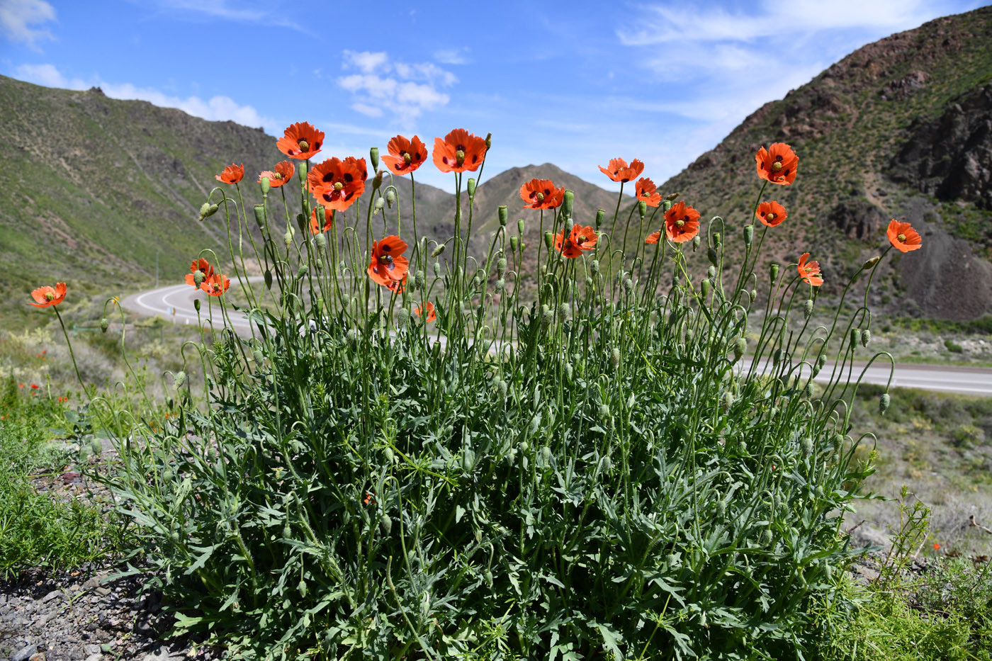 Image of Papaver litwinowii specimen.