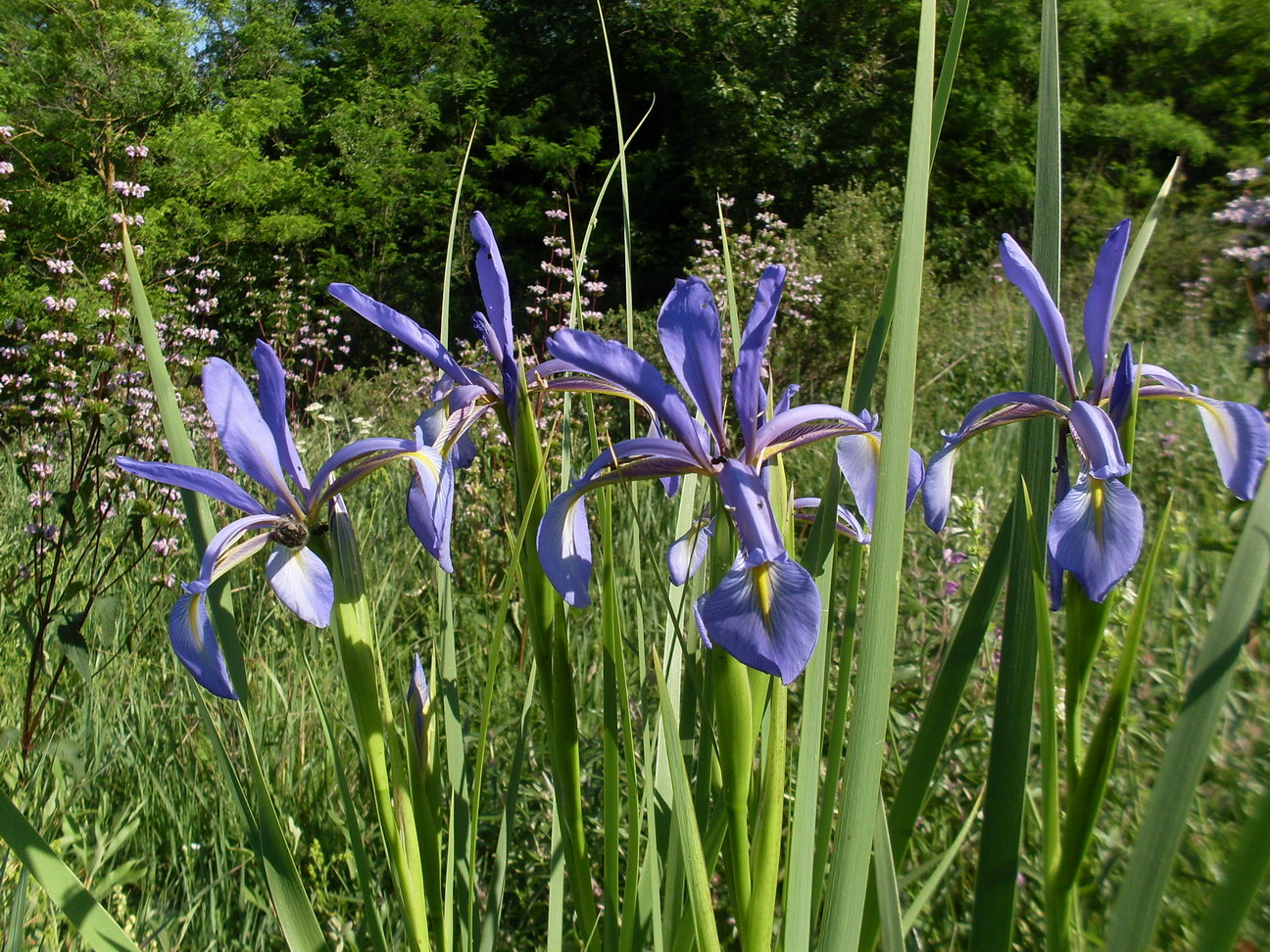 Image of Iris notha specimen.