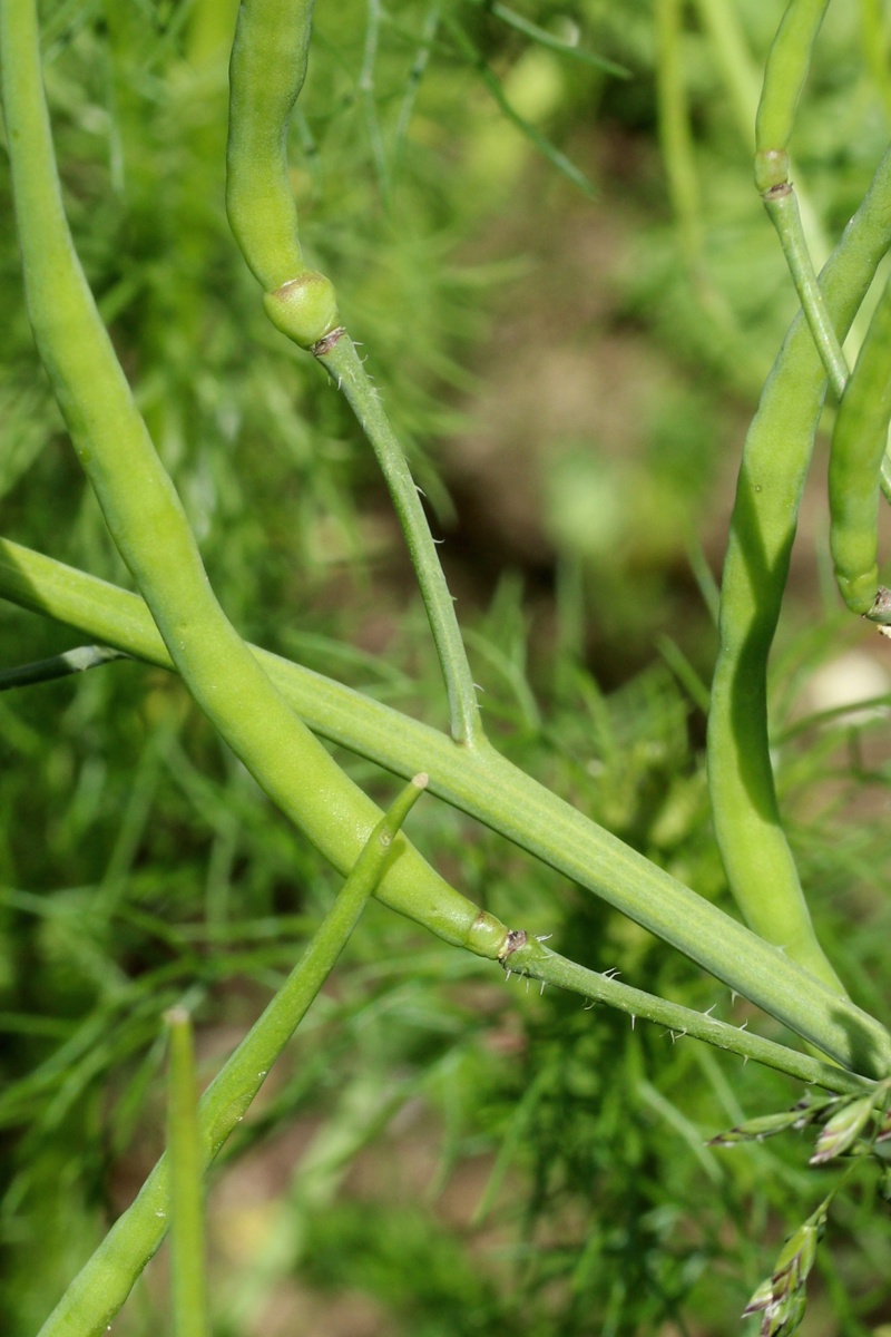 Image of genus Brassica specimen.