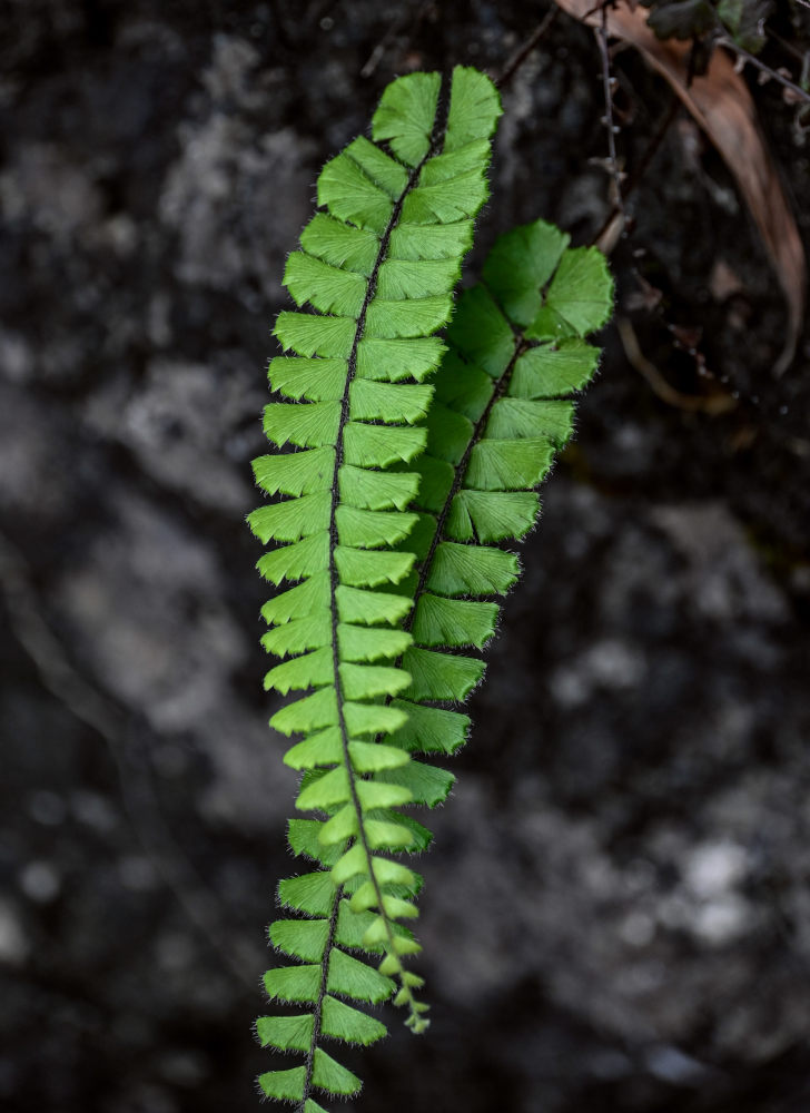 Image of Adiantum malesianum specimen.