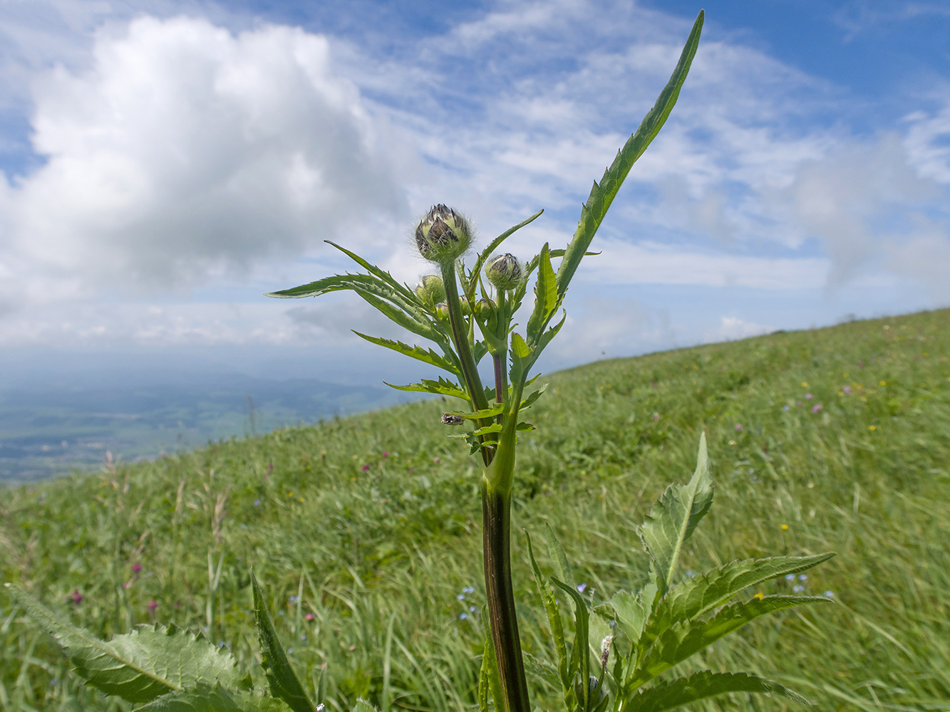 Image of Cephalaria gigantea specimen.