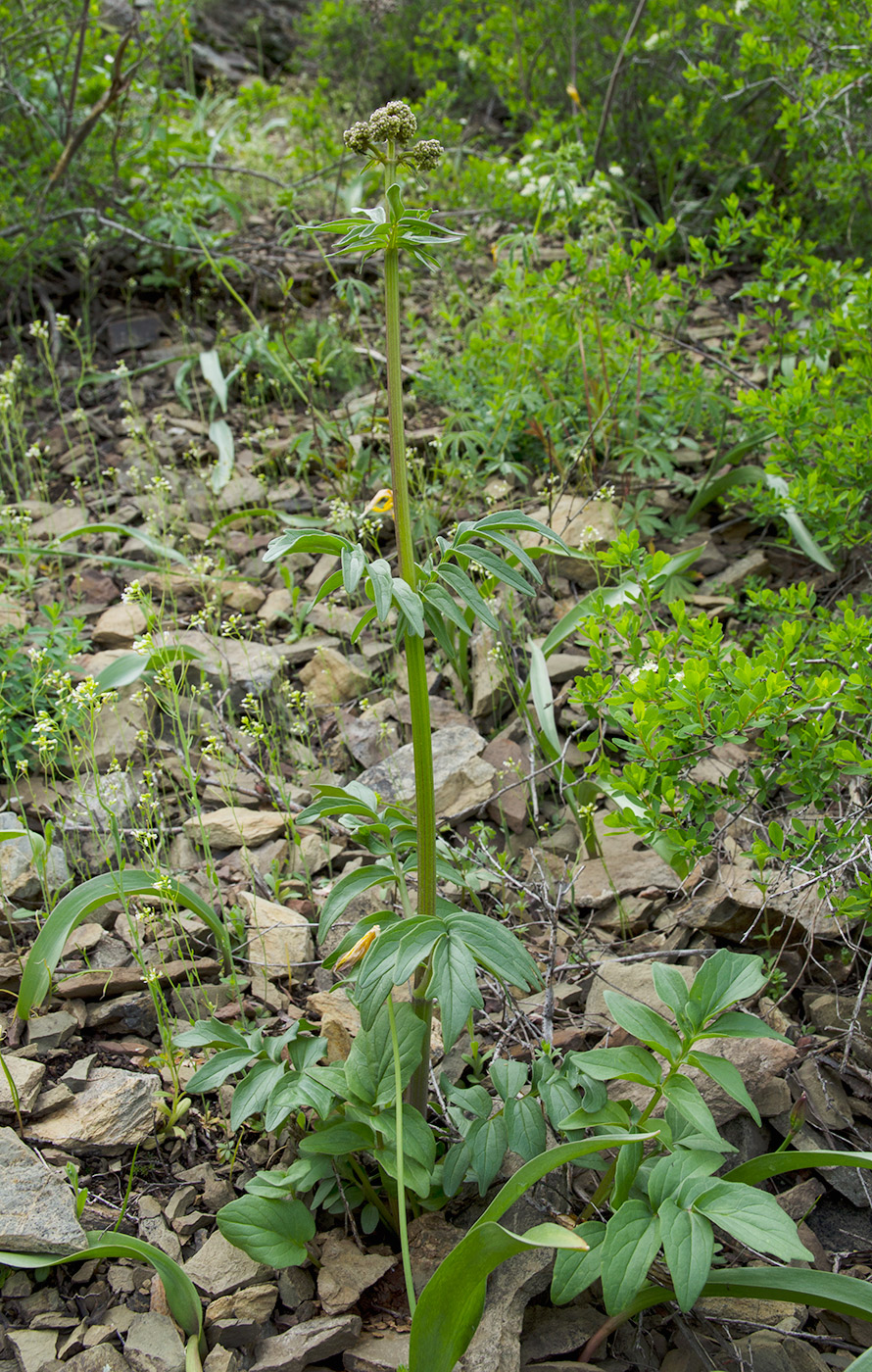 Image of Valeriana wolgensis specimen.