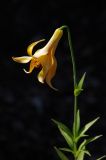 Lilium canadense