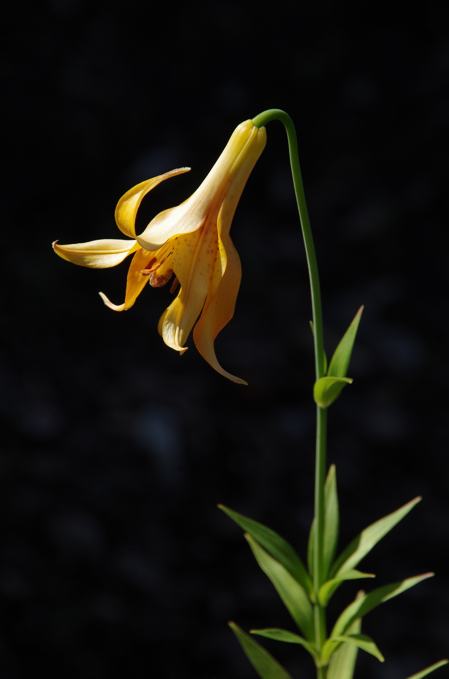 Image of Lilium canadense specimen.