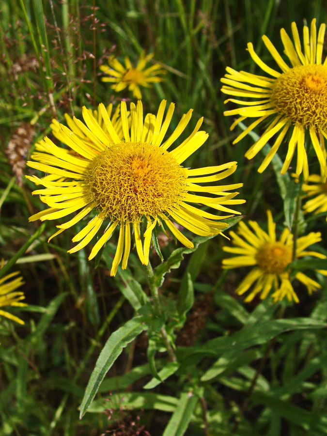 Image of Inula britannica specimen.