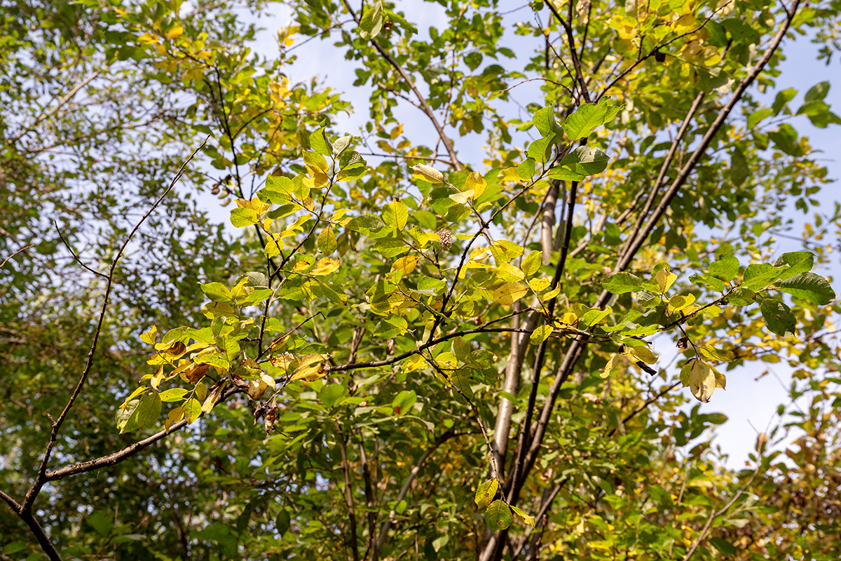 Image of genus Salix specimen.