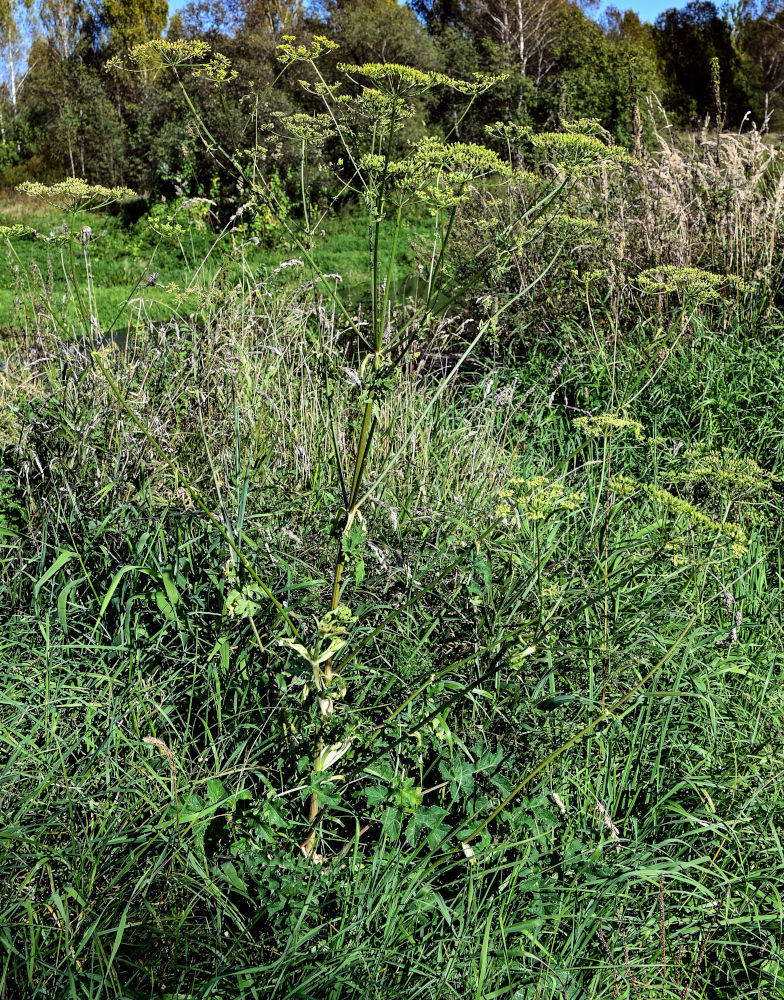 Image of Heracleum sibiricum specimen.