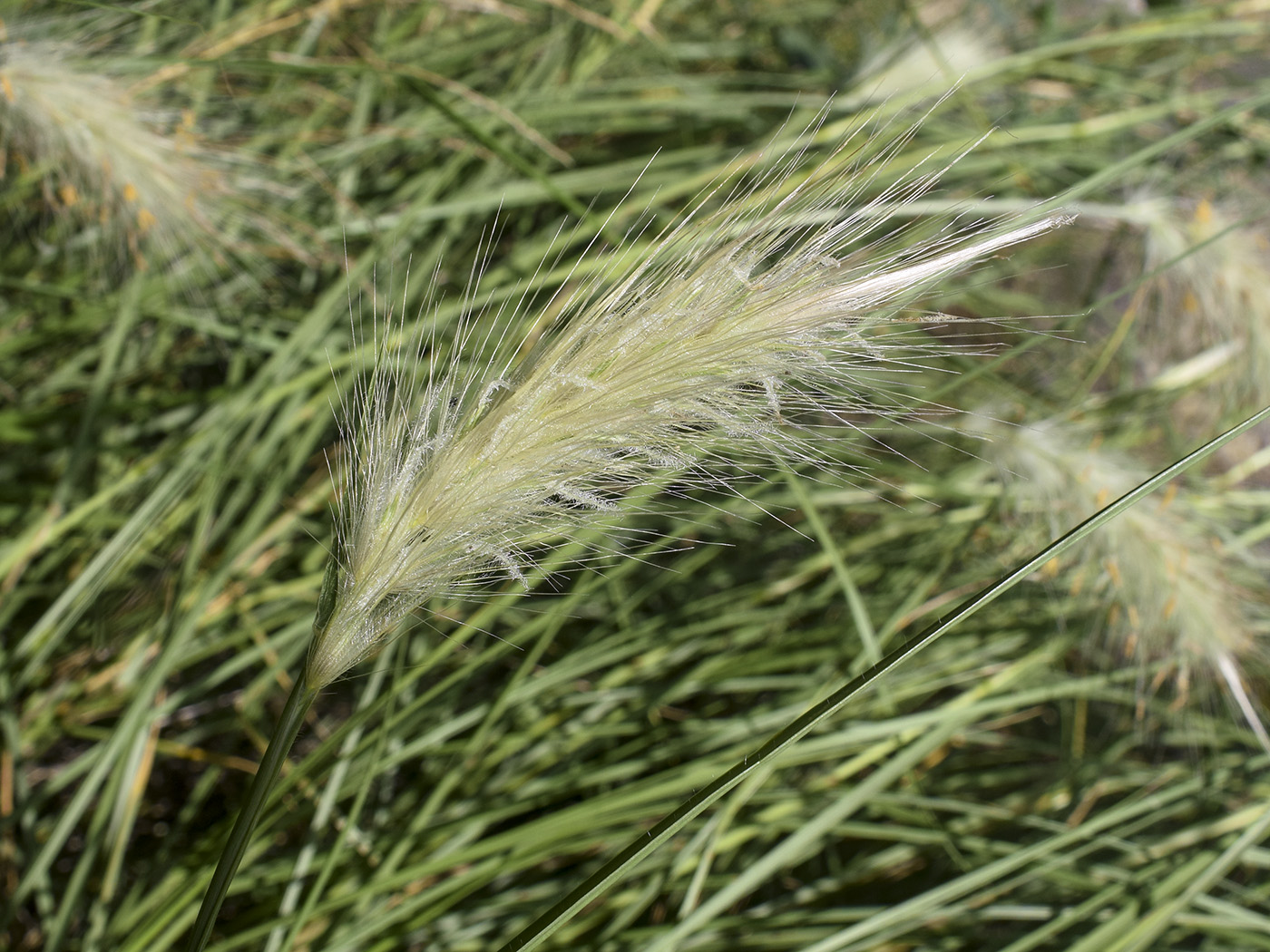 Изображение особи Pennisetum villosum.