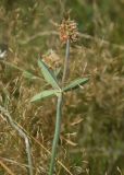 Trifolium montanum