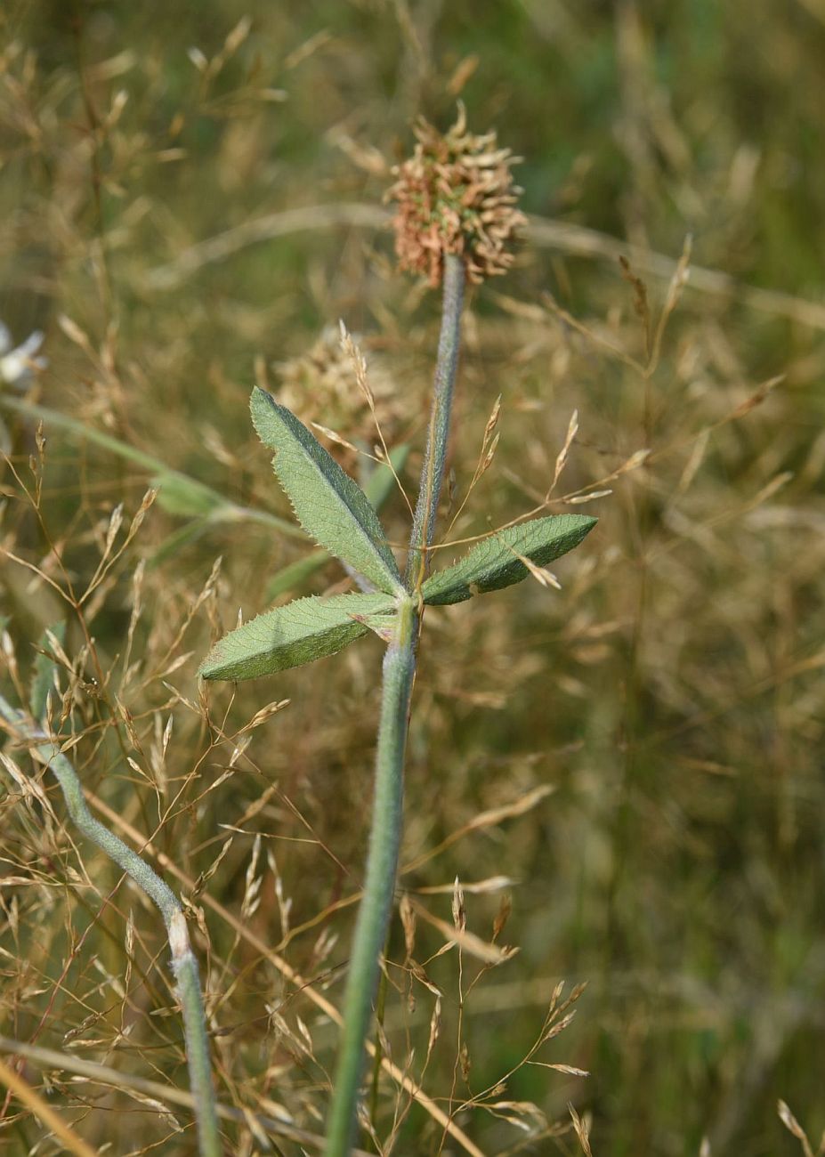 Изображение особи Trifolium montanum.