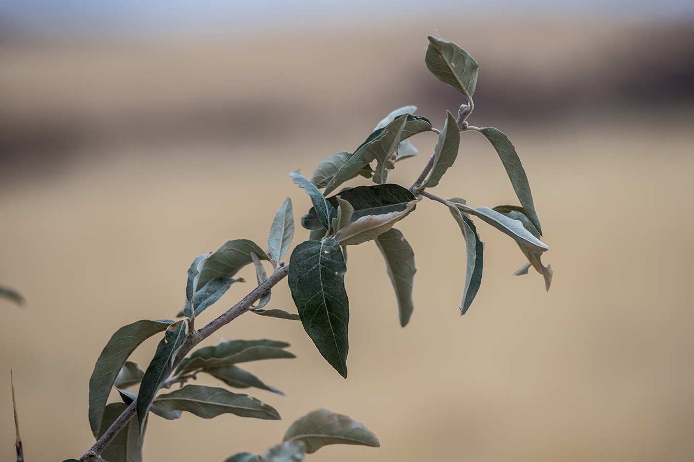 Изображение особи Elaeagnus angustifolia.