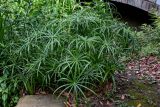 Cyperus involucratus. Вегетирующие растения. Китай, провинция Хунань, окр. г. Улинъюань, берег пруда, в культуре. 05.06.2024.