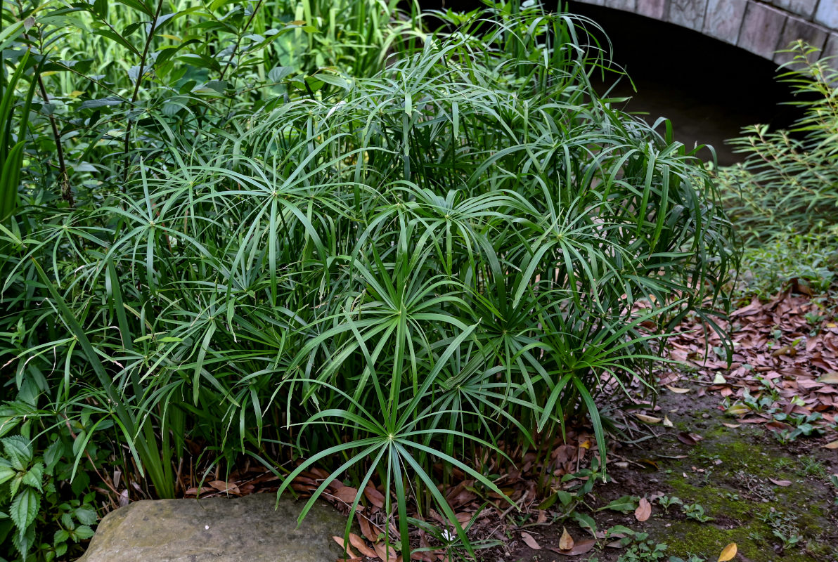 Image of Cyperus involucratus specimen.