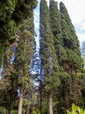 Cupressus sempervirens. Взрослые деревья. Крым, Южный Берег, городской округ Ялта, Массандровский парк. 29.05.2024.