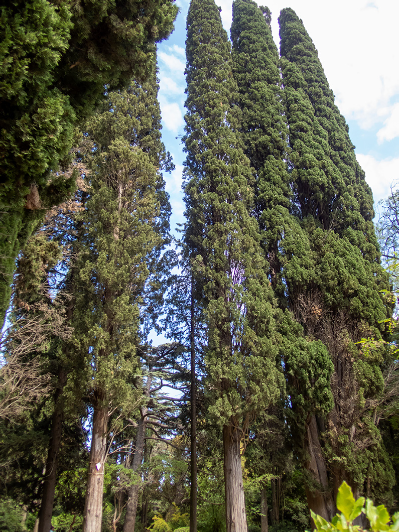 Изображение особи Cupressus sempervirens.