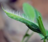 Смотреть изображение Argyrolobium biebersteinii
