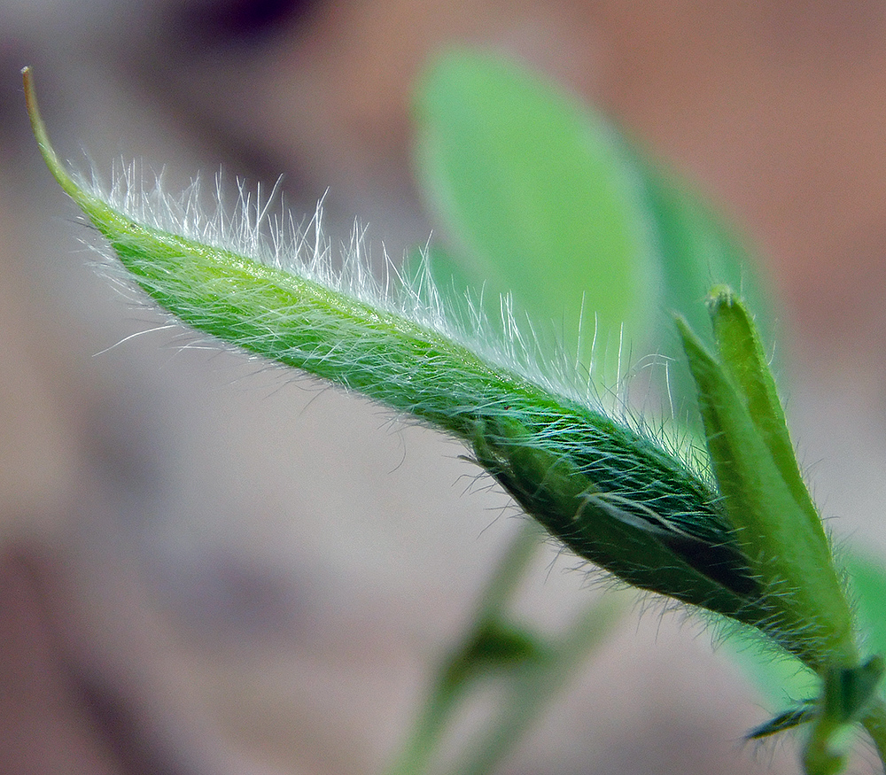 Изображение особи Argyrolobium biebersteinii.