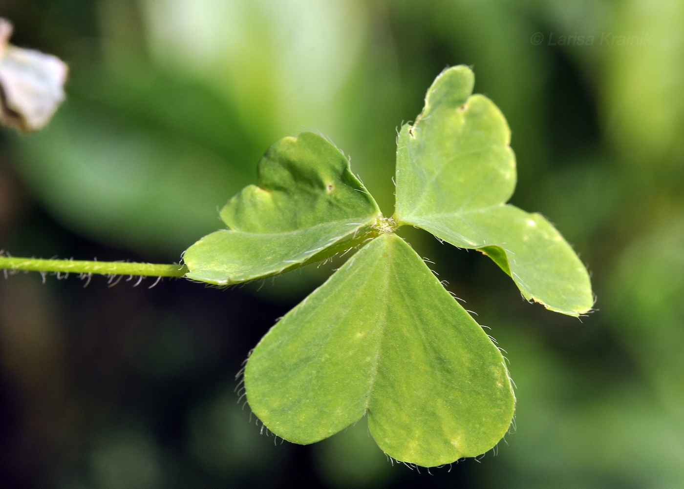 Изображение особи Oxalis corniculata.