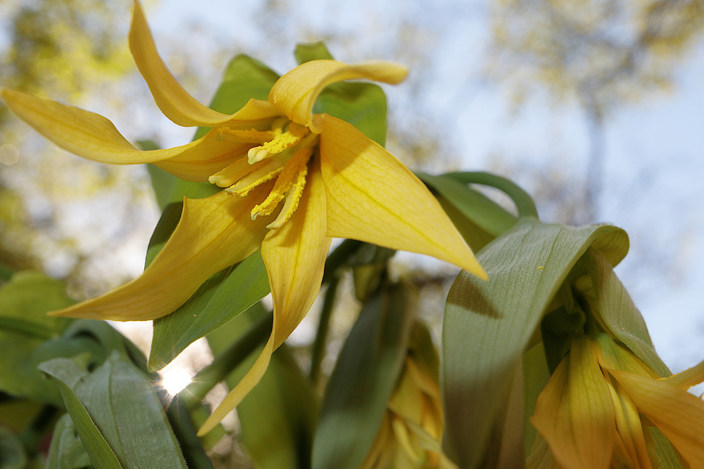 Изображение особи Uvularia grandiflora.