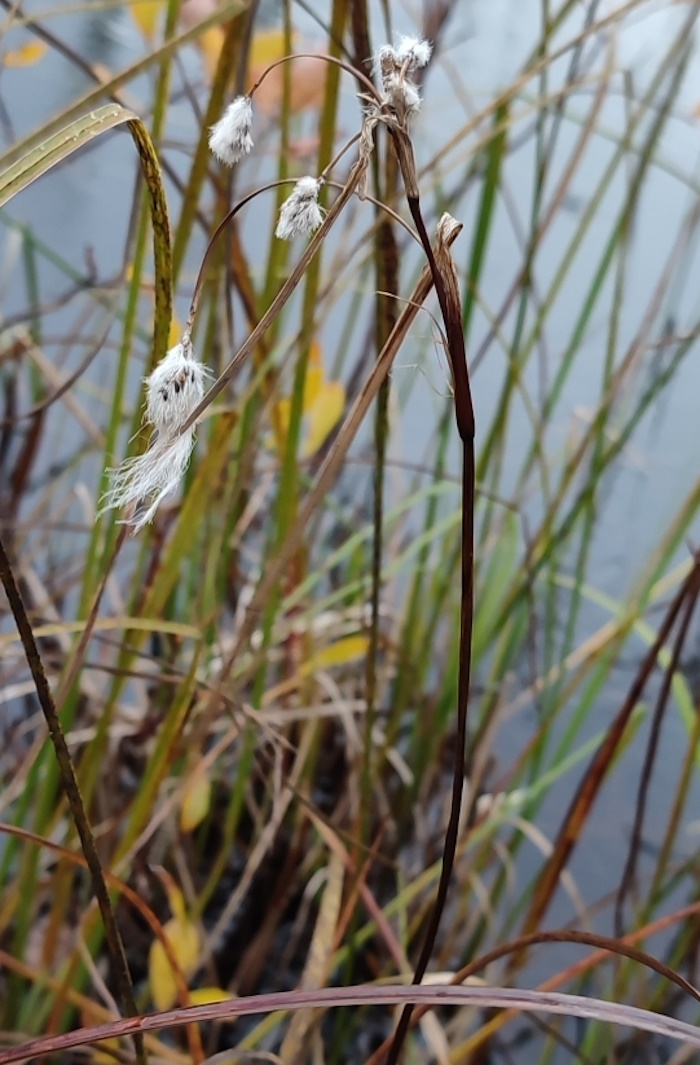 Изображение особи Eriophorum angustifolium.