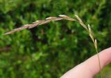 Смотреть изображение Elymus fibrosus